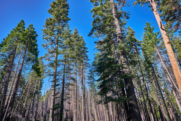 Fototapeta premium The most beautiful Yosemite National Park in the world, dense trees, fresh air, blue sky