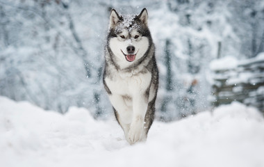 winter malamute dog © Happy monkey