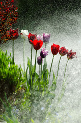 Garden of tulips with backlit water spray, vertical