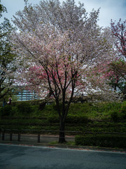 Obraz premium fioritura giliegi