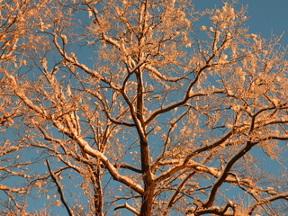 tree in autumn