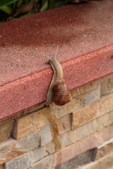 A climbing snail