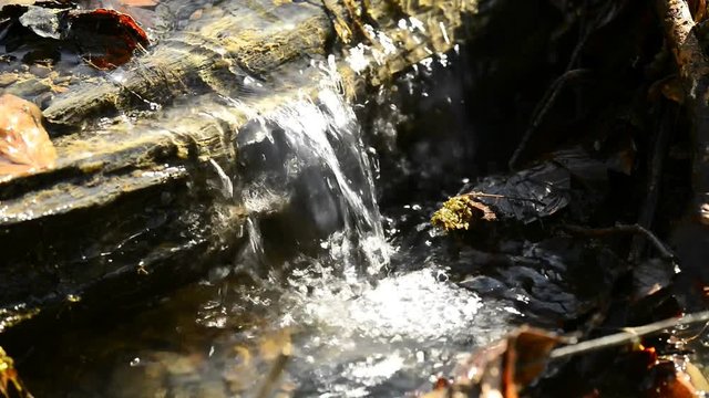 Hazelnut blossom and creek in spring