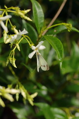 large white or yellowish-white butterfly with a black border on the end of the front wings (Pieris brassicae)