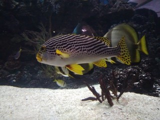 fisch, koralle, unter wasser, meer, reef, tropisch,