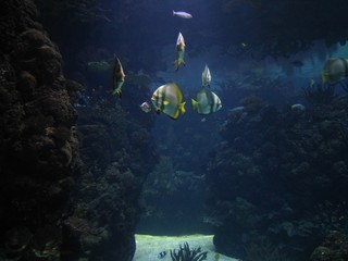 Fototapeta premium fisch, koralle, unter wasser, meer, reef, tropisch,