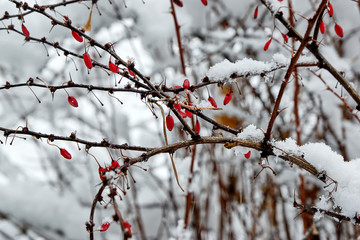 Berries of barberry and snow