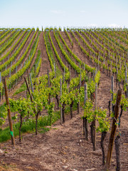 Fototapeta na wymiar Wide landscape of a large hillside vineyard stretching over the horizon on a clear spring day. Vertical orientation. Turckheim, France. Agriculture and winemaking industry.