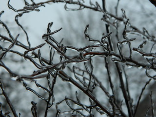 branch of a tree in winter
