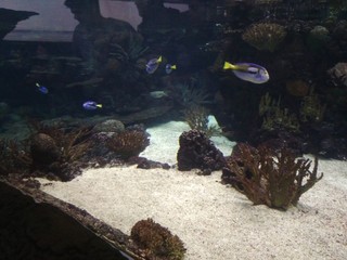 fisch, koralle, unter wasser, meer, reef, tropisch,