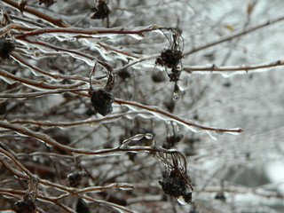branch of a tree covered with snow