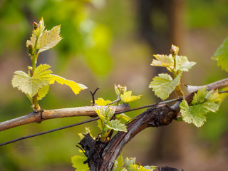 Closeup macro detail of the woody trunk and cordons with leaves and grapes budding from the vine on a wire. Turckheim, France. Agriculture and winemaking industry.