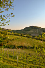 Fototapeta na wymiar View of vineyard hills with the ancient village of Monforte d'Alba on the top at sunset, Langhe, Piedmont, Italy