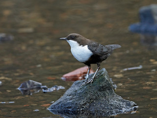 White-throated dipper (Cinclus cinclus)
