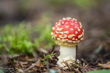 Fly agaric in the forest
