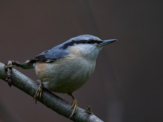 Eurasian nuthatch (Sitta europaea)