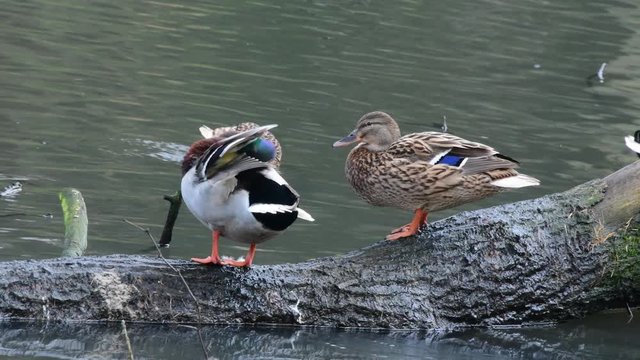 beautiful color duck in nature swiming, eatong, cleaning their body happy in the wilderness