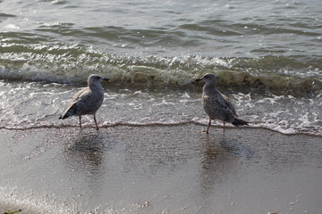 Seagulls standing on the shore
