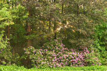 Sonnenschein im Wald