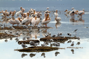 Pelikane am Lake Nakuru in Kenia
