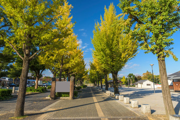 Path with yellow line between ginkgo tree row lead to the Himeji Castle, Japan. 
