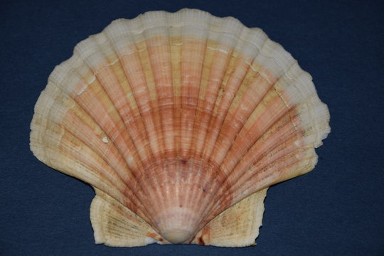 Shell (St James ) isolated