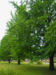 The Ginkgo biloba tree, with beautiful green leaves, is located on the grassy ground near the water source in the countryside.