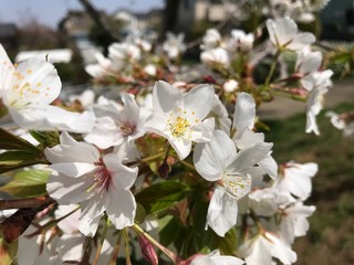 白い桜のアップ