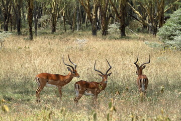 Impalas im Lake Nakuru Nationalpark in Kenia