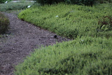 frühling, flora, blume