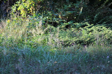 frühling, flora, blume