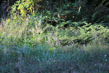 frühling, flora, blume