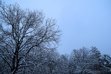 Fabulous winter trees on a cloudy sky background.