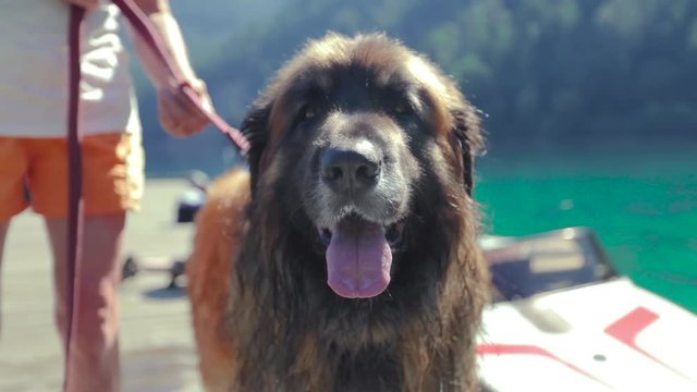 Dog on leash on a dock