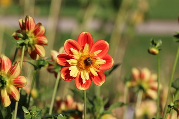frühling, flora, blume