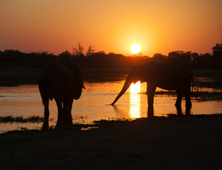 Fototapeta na wymiar elephants by the okavango river in the susnset