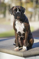 Brindle Boxer dog with natural ears and a chain collar sitting outdoors in the park in autumn