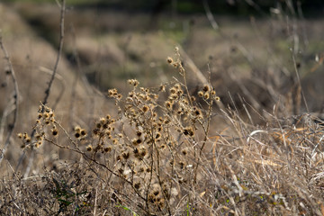 dry grass on a sunny day in autumn park