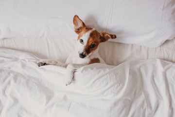 cute tender white and brown jack russell sleeping on a bed under a white cover. Winter and relax...