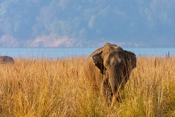 Indian elephant (Elephas maximus indicus) with Ramganga Reservoir in background - Jim Corbett National Park, India