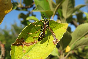 Wasp on apple tree leaf in the garden on blue sky background 