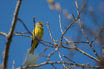 Cape canary (Serinus canicollis)