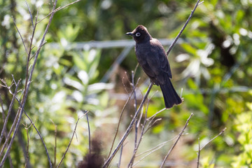 Cape bulbul (Pycnonotus capensis)