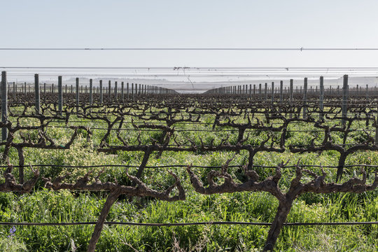 Spier Vineyards