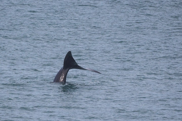 southern right whale (Eubalaena australis)