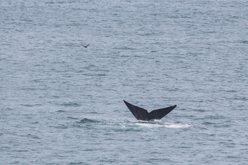 southern right whale (Eubalaena australis)