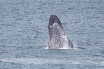Naklejka premium southern right whale (Eubalaena australis)