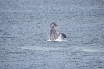 Fototapeta premium southern right whale (Eubalaena australis)