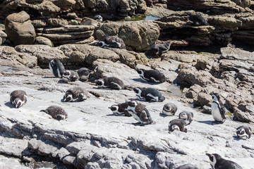 African penguin (Spheniscus demersus)
