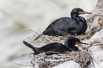 Cape cormorant or Cape shag (Phalacrocorax capensis)